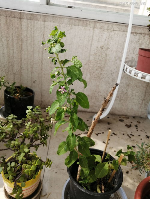 枸杞树长什么样子