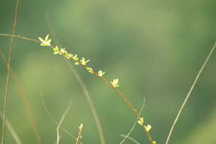 发芽的芽怎么组词怎么写，发芽的芽字怎么组词