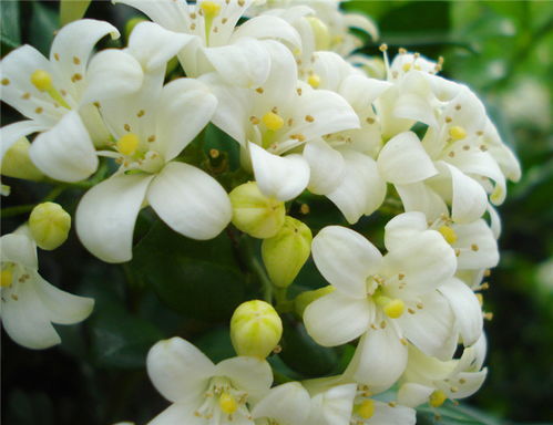 九里香花什么时候开花,花期多长时间