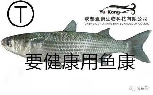 鲻鱼是淡水鱼还是海鱼