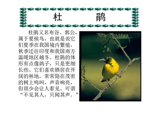 夜莺的歌声把谁打败了答案，夜莺的歌声读后感