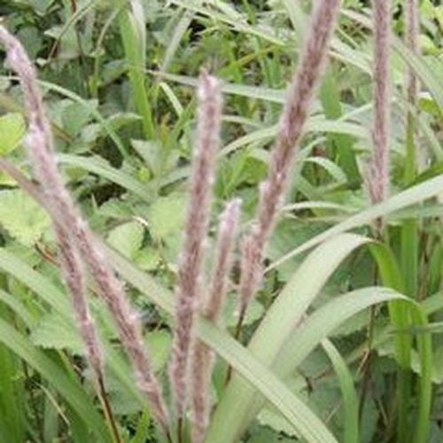 茅草叶的功效与作用及食用方法图片，茅草叶有什么功效