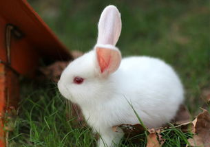 我喜欢小白兔作文
