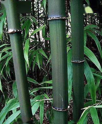 方竹论坛南川房屋出租，方竹是什么样的竹子
