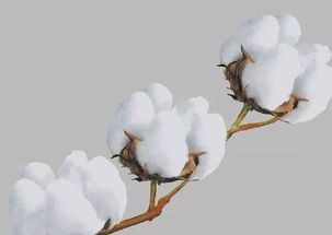 半两棉花一免谈(免弹)，半两棉花一一( )歇后语