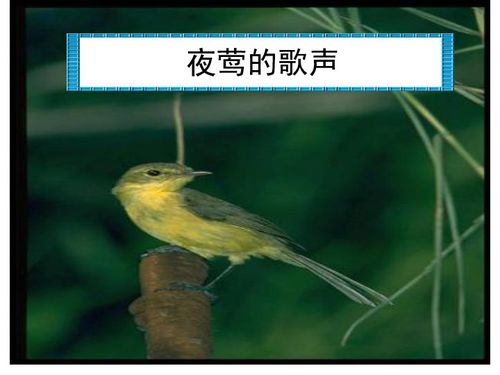 四年级下册语文课文13夜莺的歌声