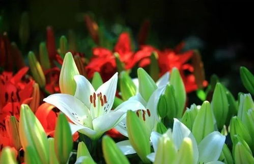 百合花开在什么季节 百合花花期在什么时候