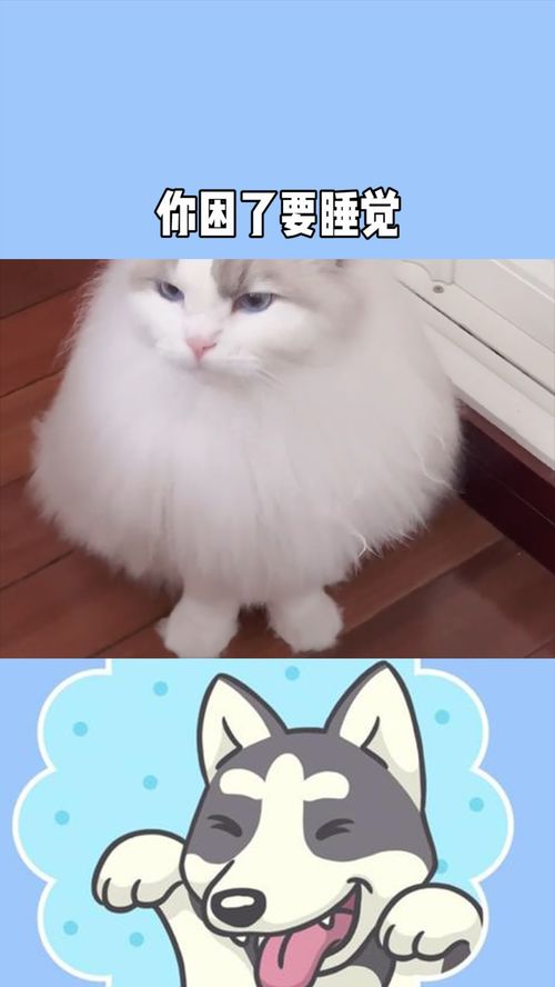 哈欠是什么意思解释