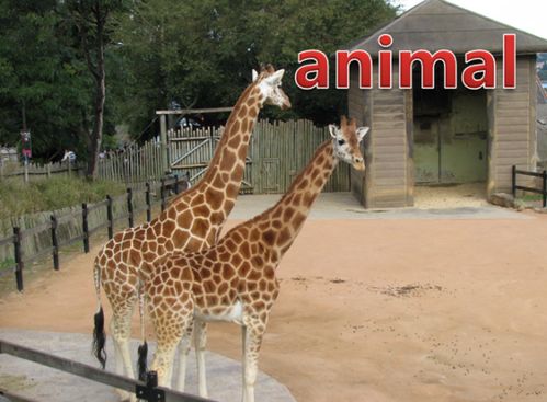 animal怎么读