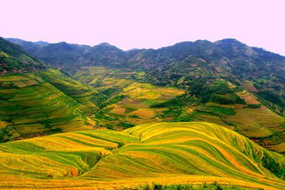 现在油菜籽价格多少钱一斤?2022年新季油菜籽价格行情走势预测