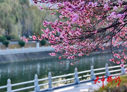 新绿破土春来早什么意思