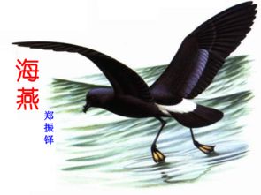 海燕郑振铎原文阅读及答案，海燕郑振铎主要内容