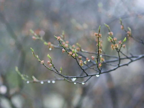 初春小雨 韩愈，初春小雨和早春呈水部张十八员外是一首诗吗