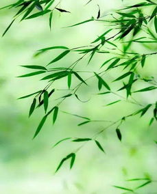 心境恶劣，心境障碍怎么才能根治