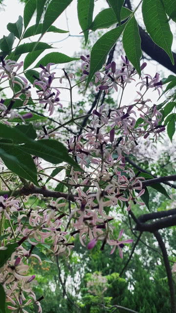 楝花怎么读 楝花读音 苦楝花 苦楝花开