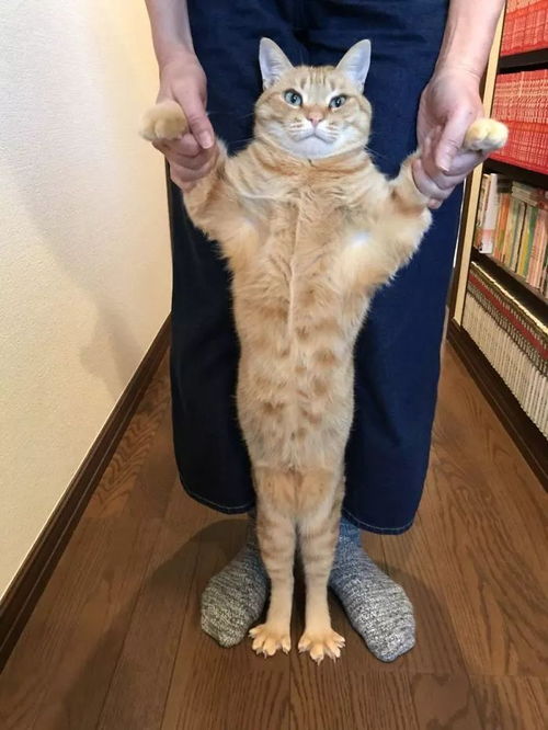绝育手术是什么?猫为什么要绝育