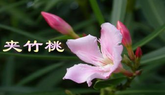 夹竹桃课文阅读理解，夹竹桃课文阅读答案