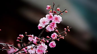 描写花花草草的古诗词?
