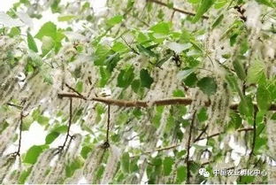 大叶杨是什么动物还是植物