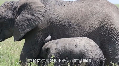 非洲草原象和非洲森林象，非洲草原象平均体重