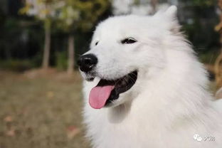 萨摩耶是哪个国家的犬种?