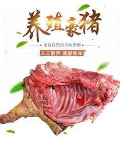 豪猪肉怎样吃最好
