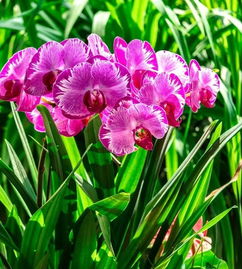 《蓝花花的故事》介绍