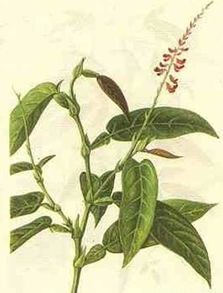 葫芦茶的功效与作用图片，葫芦茶别名