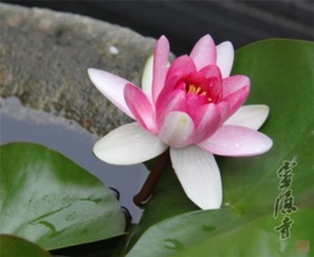 拈花微笑是什么意思