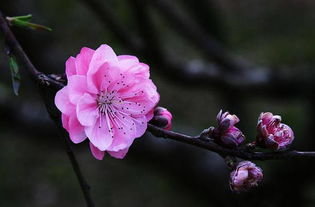 桃花的英文是什么?