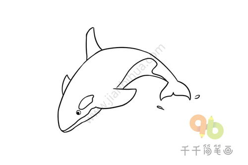虎鲸简笔画彩色，虎鲸简笔画法