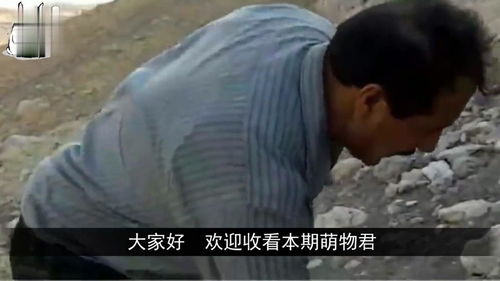 嘶鸣是什么动物的叫声，嘶鸣的拼音