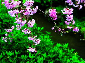 花开烂漫是什么意思，鲜花烂漫是什么意思
