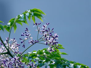 楝花花语，楝花风起漾微波野渡舟横客自过