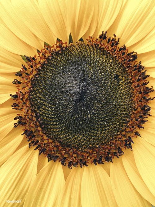 floral是什么意思，floral怎么读