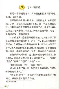 老人与海鸥课文图片，老人与海鸥课文解析