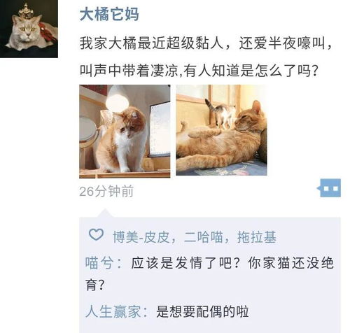 男人绝育是什么意思，宠物绝育是什么意思