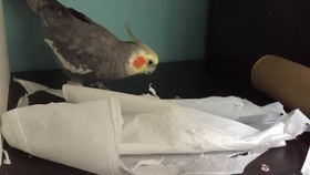 honking怎么读，HONKINGS