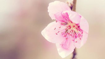 桃花英文名，桃花英文翻译
