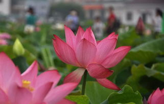 青莲的花语是什么