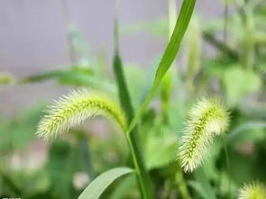 把小草变成了什么，短文把小草当作什么来写