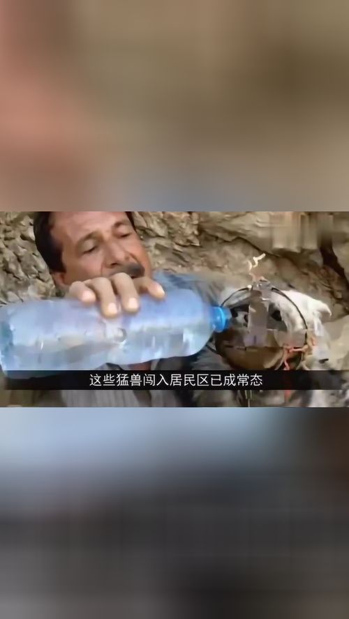 嘶叫的秋蝉和秋蝉的嘶叫有何不同