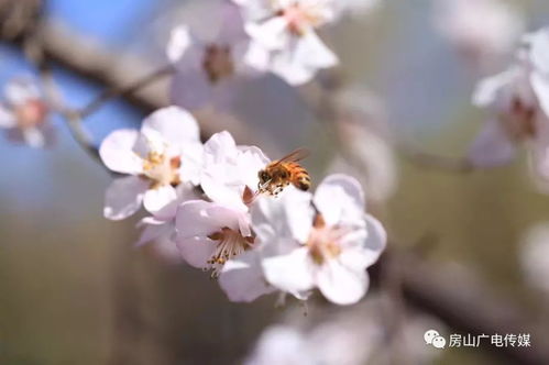 乱花渐欲迷人眼下一句是什么来着?，面如桃花颜如玉,心若春水荡碧波