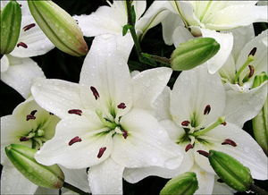百合花是什么意思