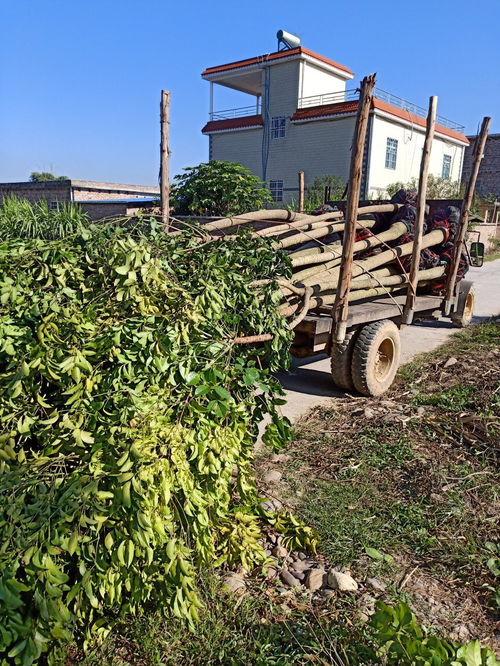 幌菊泰拉瑞亚，幌子是什么意思