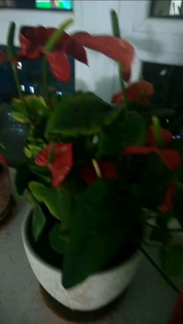 蔬菜花束的花语是什么