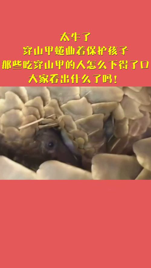 蜷曲的拼音