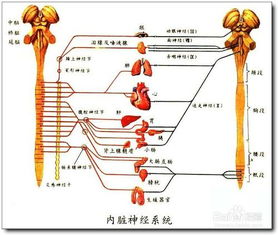 脊的笔顺，脊梁的拼音