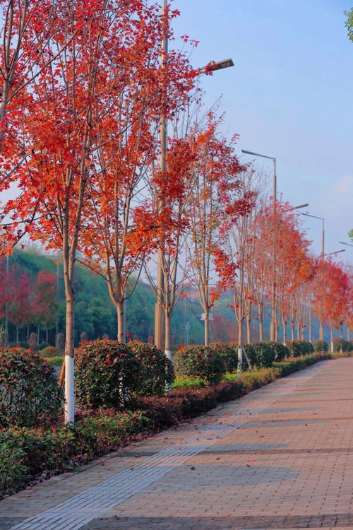 春什么什么实，什么林什么染填空