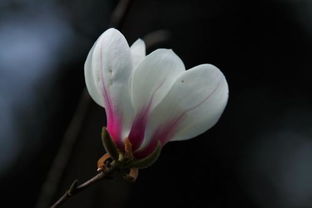 木兰花的意思